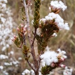 Leucopogon attenuatus at Tuggeranong, ACT - 2 Aug 2023