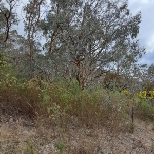 Eucalyptus polyanthemos subsp. polyanthemos at Tuggeranong, ACT - 2 Aug 2023