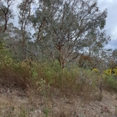 Eucalyptus polyanthemos subsp. polyanthemos (Red Box) at Tuggeranong, ACT - 2 Aug 2023 by LPadg
