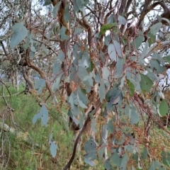 Eucalyptus polyanthemos subsp. polyanthemos at Tuggeranong, ACT - 2 Aug 2023