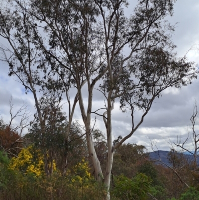 Eucalyptus rossii (Inland Scribbly Gum) at Tuggeranong, ACT - 2 Aug 2023 by LPadg