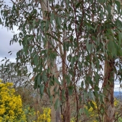 Eucalyptus rossii at Tuggeranong, ACT - 2 Aug 2023