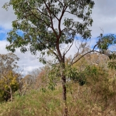 Acacia implexa (Hickory Wattle, Lightwood) at Tuggeranong, ACT - 2 Aug 2023 by LPadg
