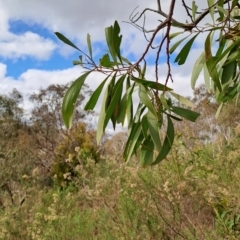 Acacia implexa at Tuggeranong, ACT - 2 Aug 2023