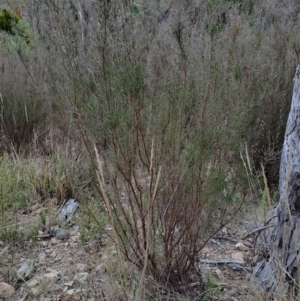 Kunzea parvifolia at Tuggeranong, ACT - 2 Aug 2023