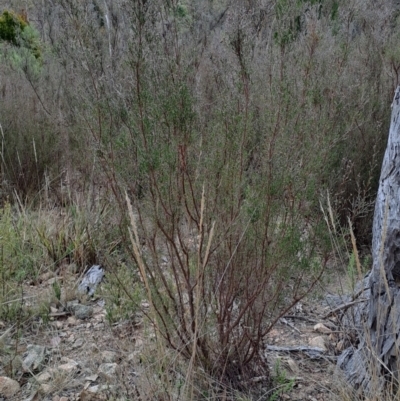 Kunzea parvifolia (Violet Kunzea) at Tuggeranong, ACT - 2 Aug 2023 by LPadg