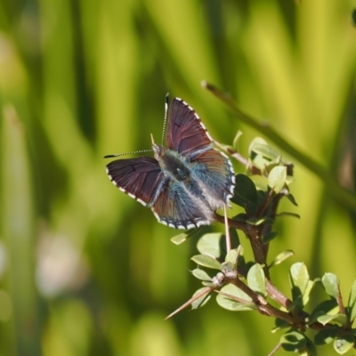 Paralucia spinifera (Bathurst or Purple Copper Butterfly) at Namadgi National Park - 31 Jul 2023 by RAllen