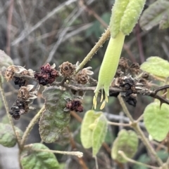 Correa reflexa var. reflexa (Common Correa, Native Fuchsia) at Pine Island to Point Hut - 2 Aug 2023 by JaneR