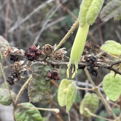 Correa reflexa var. reflexa (Common Correa, Native Fuchsia) at Pine Island to Point Hut - 2 Aug 2023 by JaneR