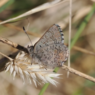 Paralucia crosbyi (Violet Copper Butterfly) at Rendezvous Creek, ACT - 31 Jul 2023 by RAllen