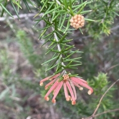 Grevillea juniperina subsp. fortis (Grevillea) at Pine Island to Point Hut - 2 Aug 2023 by JaneR