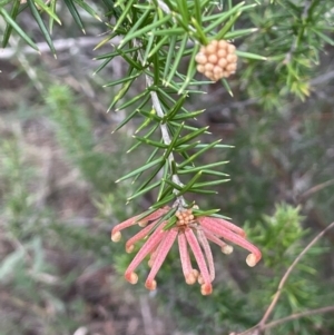 Grevillea juniperina subsp. fortis at Greenway, ACT - 2 Aug 2023 09:59 AM