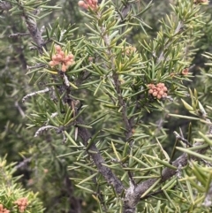 Grevillea juniperina subsp. fortis at Greenway, ACT - 2 Aug 2023 09:59 AM