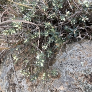 Melichrus urceolatus at Campbell, ACT - 27 Jun 2023