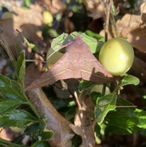 Oenochroma vinaria at Campbell, ACT - 15 Jul 2023