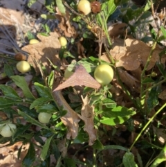 Oenochroma vinaria at Campbell, ACT - 15 Jul 2023 10:52 AM