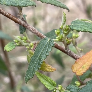 Gynatrix pulchella at Greenway, ACT - 2 Aug 2023