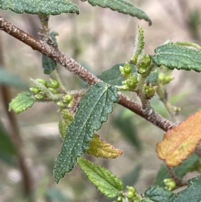 Gynatrix pulchella (Hemp Bush) at Pine Island to Point Hut - 2 Aug 2023 by JaneR