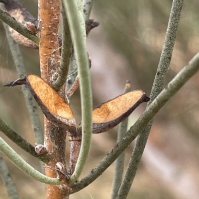 Hakea microcarpa (Small-fruit Hakea) at Pine Island to Point Hut - 2 Aug 2023 by JaneR