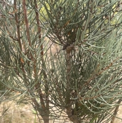 Hakea microcarpa at Greenway, ACT - 2 Aug 2023 09:47 AM