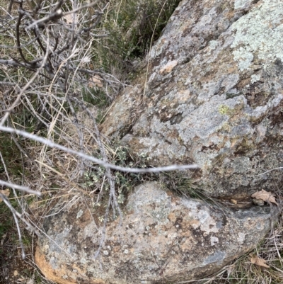 Melichrus urceolatus (Urn Heath) at Ainslie volcanic grassland - 27 Jun 2023 by macolless