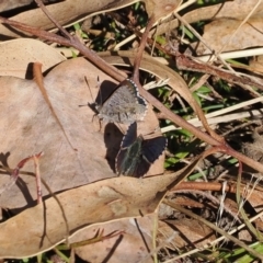 Paralucia spinifera (Bathurst or Purple Copper Butterfly) at Namadgi National Park - 31 Jul 2023 by RAllen