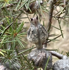 Hakea decurrens subsp. decurrens (Bushy Needlewood) at Pine Island to Point Hut - 2 Aug 2023 by JaneR