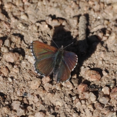 Paralucia crosbyi (Violet Copper Butterfly) at Namadgi National Park - 31 Jul 2023 by RAllen