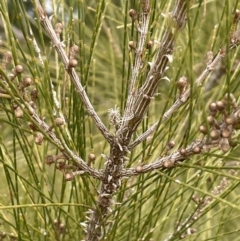 Casuarina cunninghamiana subsp. cunninghamiana (River She-Oak, River Oak) at Greenway, ACT - 2 Aug 2023 by JaneR