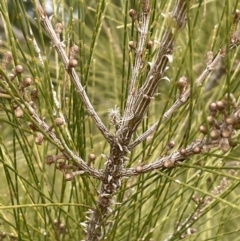 Casuarina cunninghamiana subsp. cunninghamiana (River She-Oak, River Oak) at Bullen Range - 2 Aug 2023 by JaneR