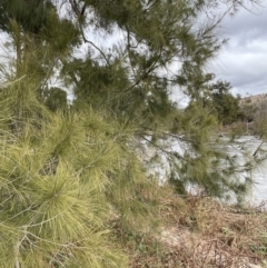 Casuarina cunninghamiana subsp. cunninghamiana at Greenway, ACT - 2 Aug 2023 12:32 PM