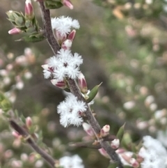 Leucopogon attenuatus (Small-leaved Beard Heath) at Greenway, ACT - 2 Aug 2023 by JaneR
