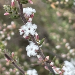 Leucopogon attenuatus (Small-leaved Beard Heath) at Pine Island to Point Hut - 2 Aug 2023 by JaneR