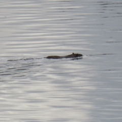 Hydromys chrysogaster (Rakali or Water Rat) at Jerrabomberra Wetlands - 2 Aug 2023 by RodDeb