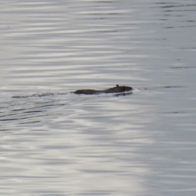 Hydromys chrysogaster (Rakali or Water Rat) at Fyshwick, ACT - 2 Aug 2023 by RodDeb