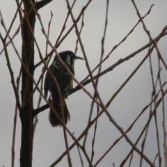 Phylidonyris novaehollandiae (New Holland Honeyeater) at Jerrabomberra Wetlands - 2 Aug 2023 by RodDeb