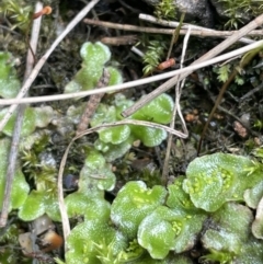 Lunularia cruciata (A thallose liverwort) at Bullen Range - 2 Aug 2023 by JaneR
