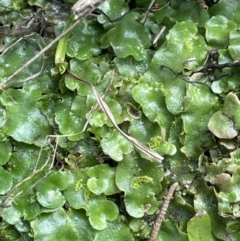 Lunularia cruciata at Greenway, ACT - 2 Aug 2023