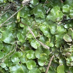 Lunularia cruciata at Greenway, ACT - 2 Aug 2023