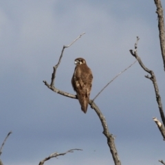 Falco berigora (Brown Falcon) at Fyshwick, ACT - 2 Aug 2023 by RodDeb