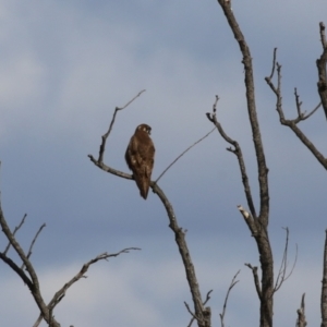 Falco berigora at Fyshwick, ACT - 2 Aug 2023