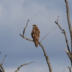 Falco berigora at Fyshwick, ACT - 2 Aug 2023 01:42 PM