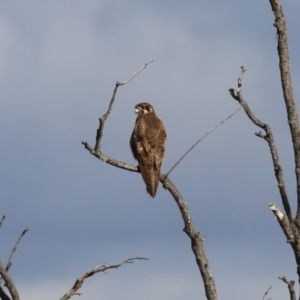 Falco berigora at Fyshwick, ACT - 2 Aug 2023