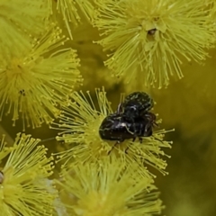 Arsipoda sp. (genus) at Ainslie volcanic grassland - 2 Aug 2023 by Jiggy