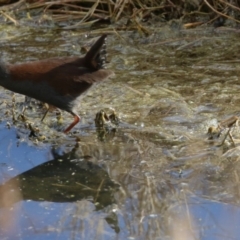 Zapornia tabuensis (Spotless Crake) at Fyshwick, ACT - 2 Aug 2023 by RodDeb