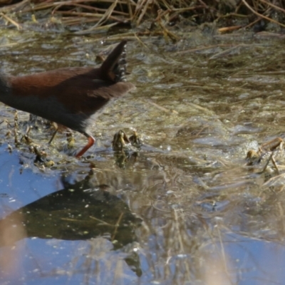 Zapornia tabuensis (Spotless Crake) at Jerrabomberra Wetlands - 2 Aug 2023 by RodDeb