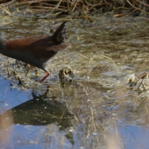 Zapornia tabuensis at Fyshwick, ACT - 2 Aug 2023