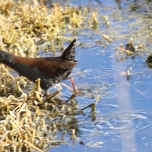 Zapornia tabuensis at Fyshwick, ACT - 2 Aug 2023