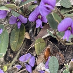 Hovea heterophylla (Common Hovea) at Greenway, ACT - 2 Aug 2023 by JaneR