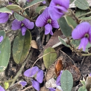 Hovea heterophylla at Greenway, ACT - 2 Aug 2023 12:16 PM